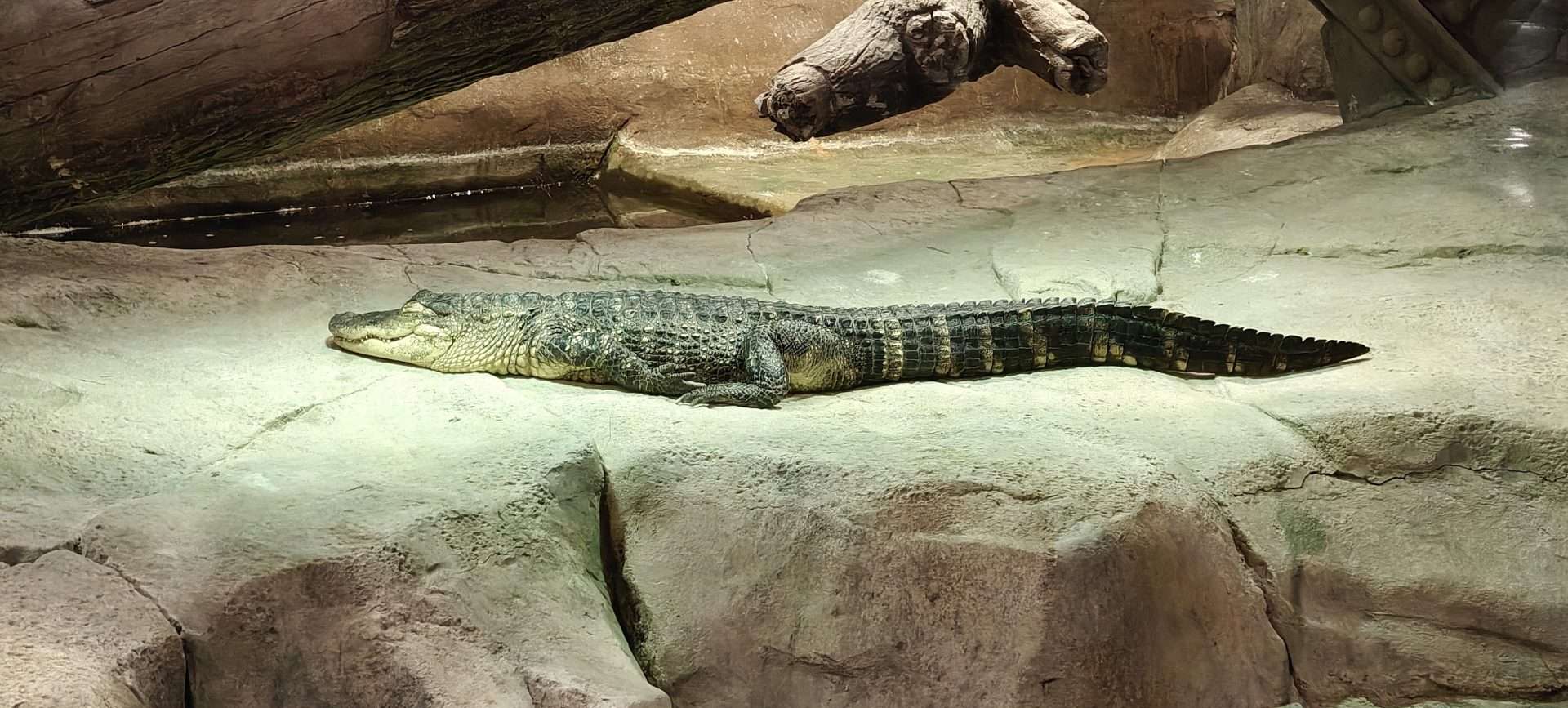 Alligator resting on rocks in a natural habitat, showcasing wildlife and reptile conservation.